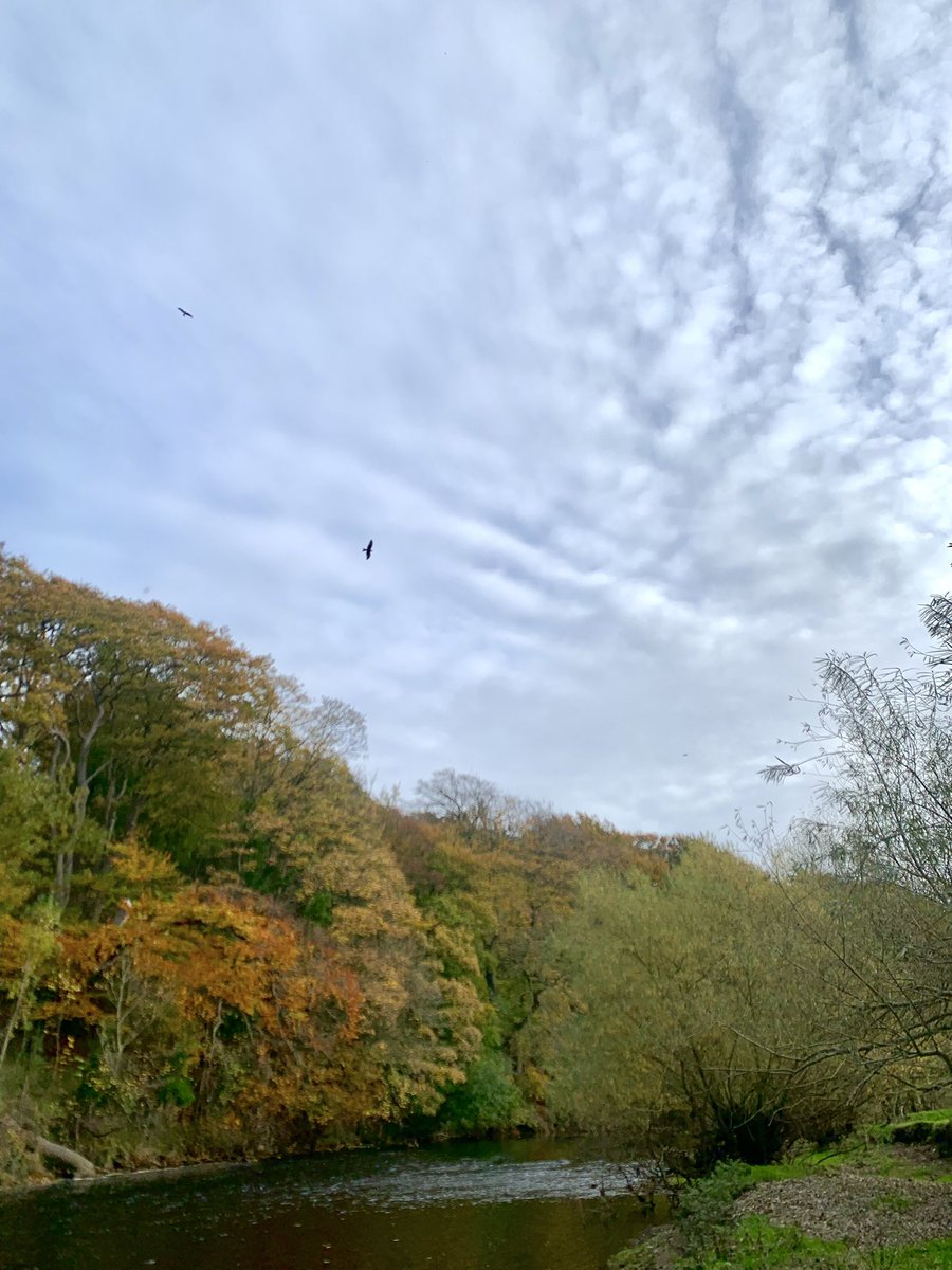 FreestoneFF's tweet image. A stunning autumnal day on the river! Grayling were playing ball too. Great to see them back in numbers!