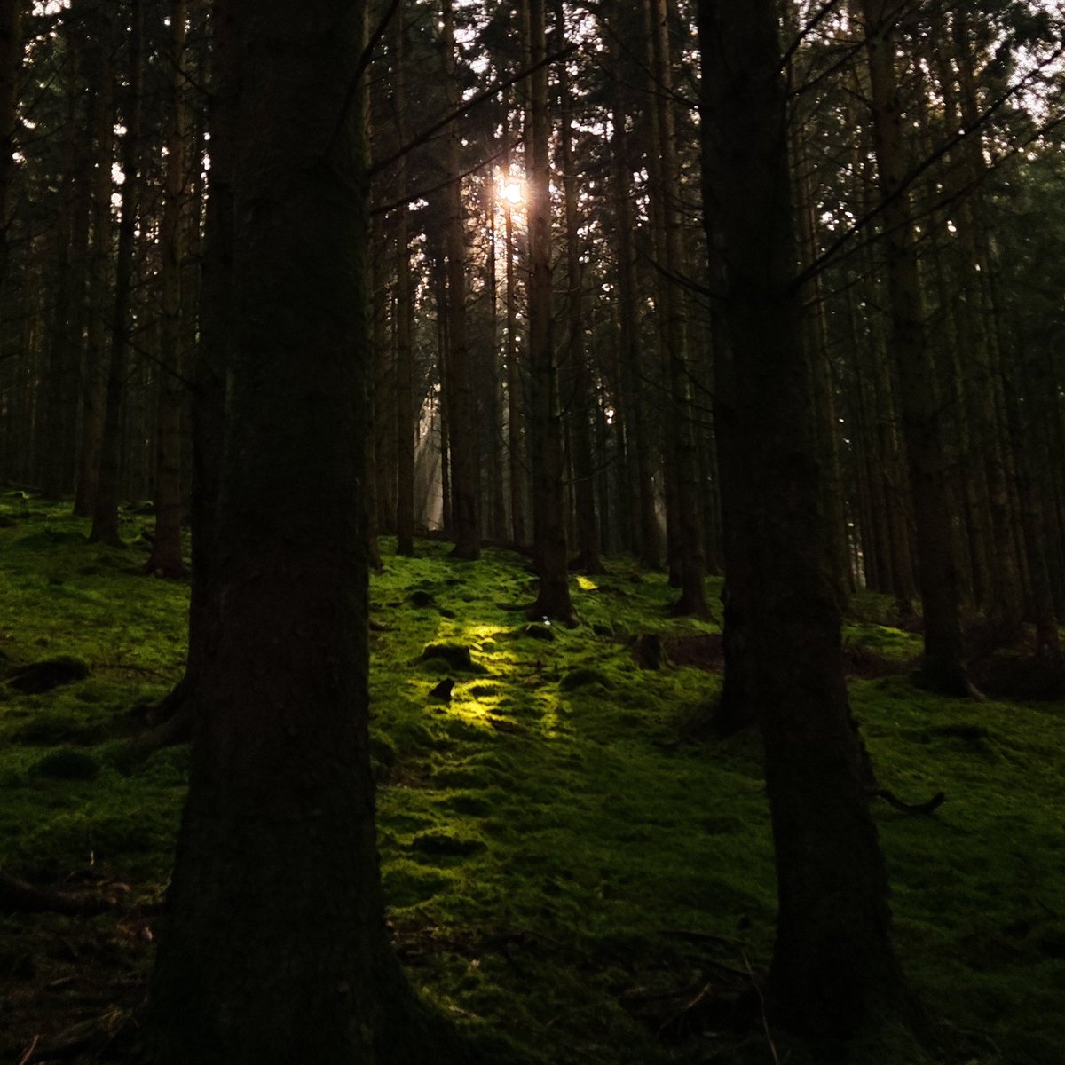 Notre Wallonie est un magnifique jardin.
Sortez et partez à la découverte de tous ses petits recoins 💚
📍 Grande Forêt de Saint Hubert 
#visitwallonia #walloniecherie #wallonienature #naturelovers #baindeforet 💚 #autumnvibes #automne 🍂