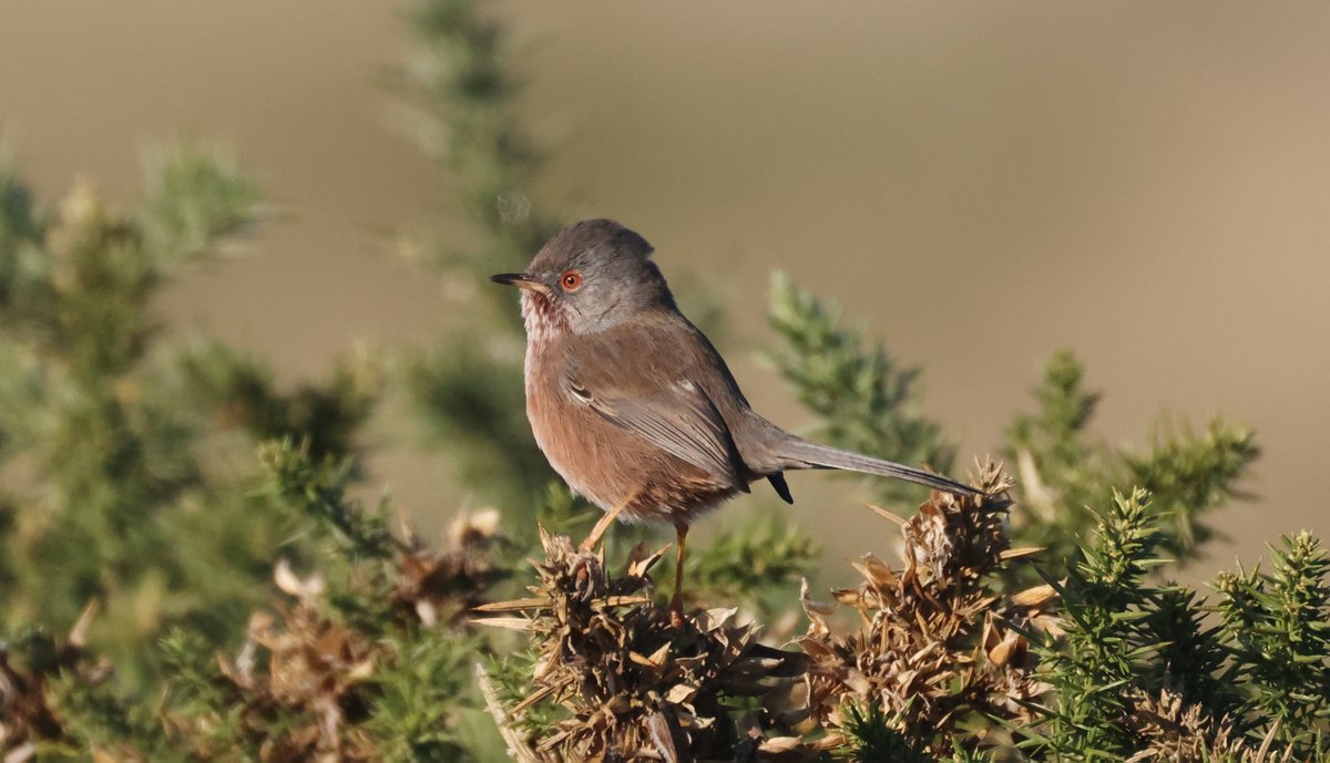 plodingbirder's tweet image. Dungeness: Some of the at least 8 Dartford Warblers I saw around the peninsular in the glorious sunshine one the fog lifted.