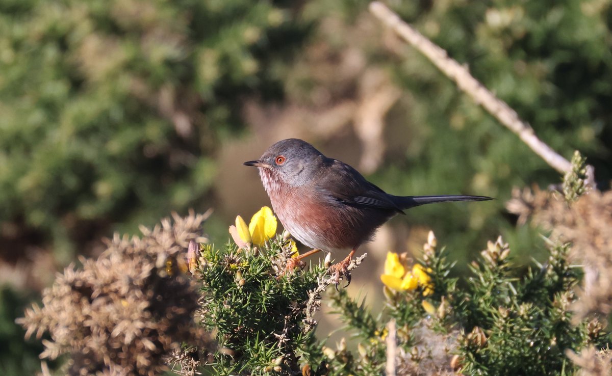 plodingbirder's tweet image. Dungeness: Some of the at least 8 Dartford Warblers I saw around the peninsular in the glorious sunshine one the fog lifted.