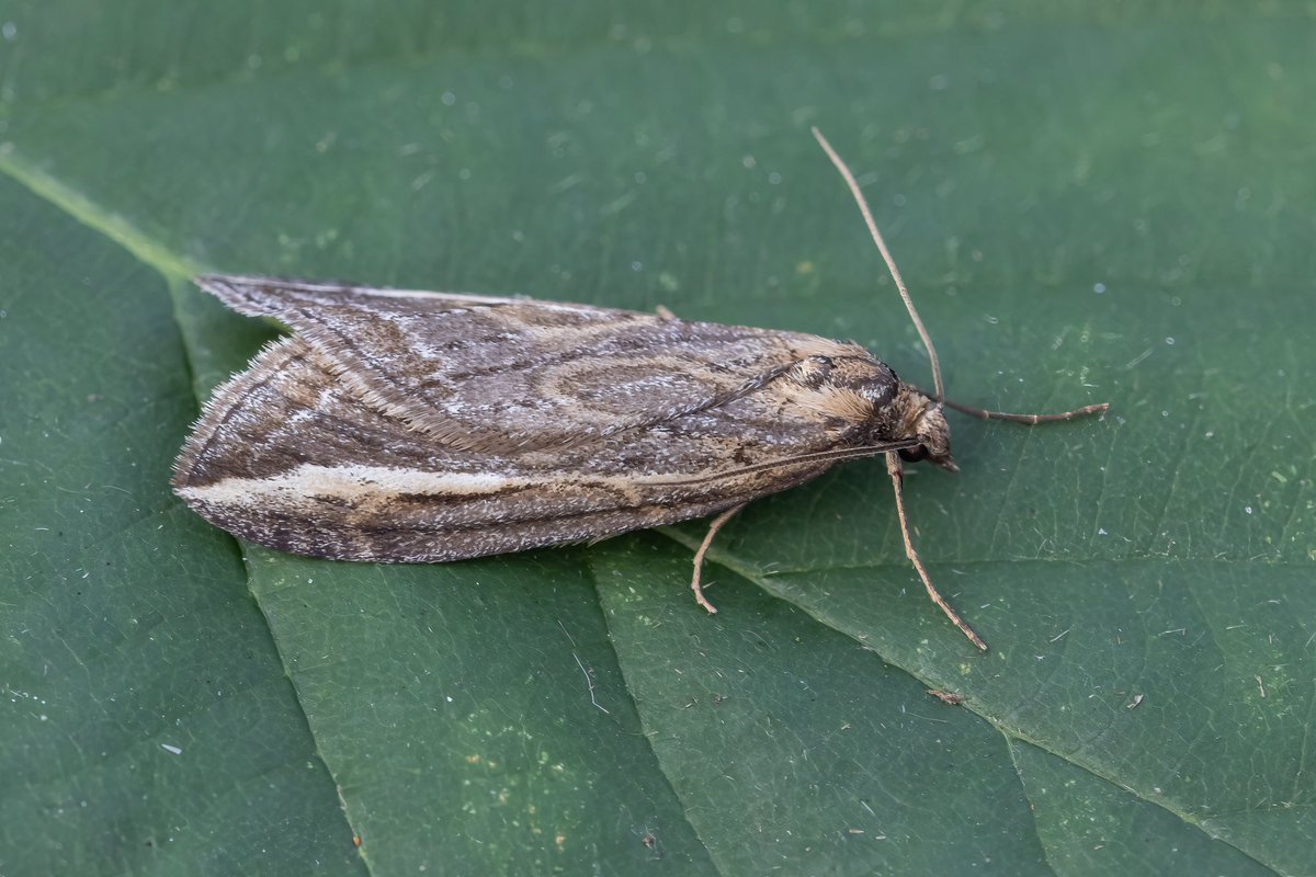MartinRFlack's tweet photo. Late decision to put out the MV trap last night, 10 species, 2 of which were new for my Bewdley garden; Streak and Frosted Tortrix (Exapate congelatella), two photos of each in different light #teammoth #MothsMatter @BritishMoths https://t.co/hSSHmt6XFd