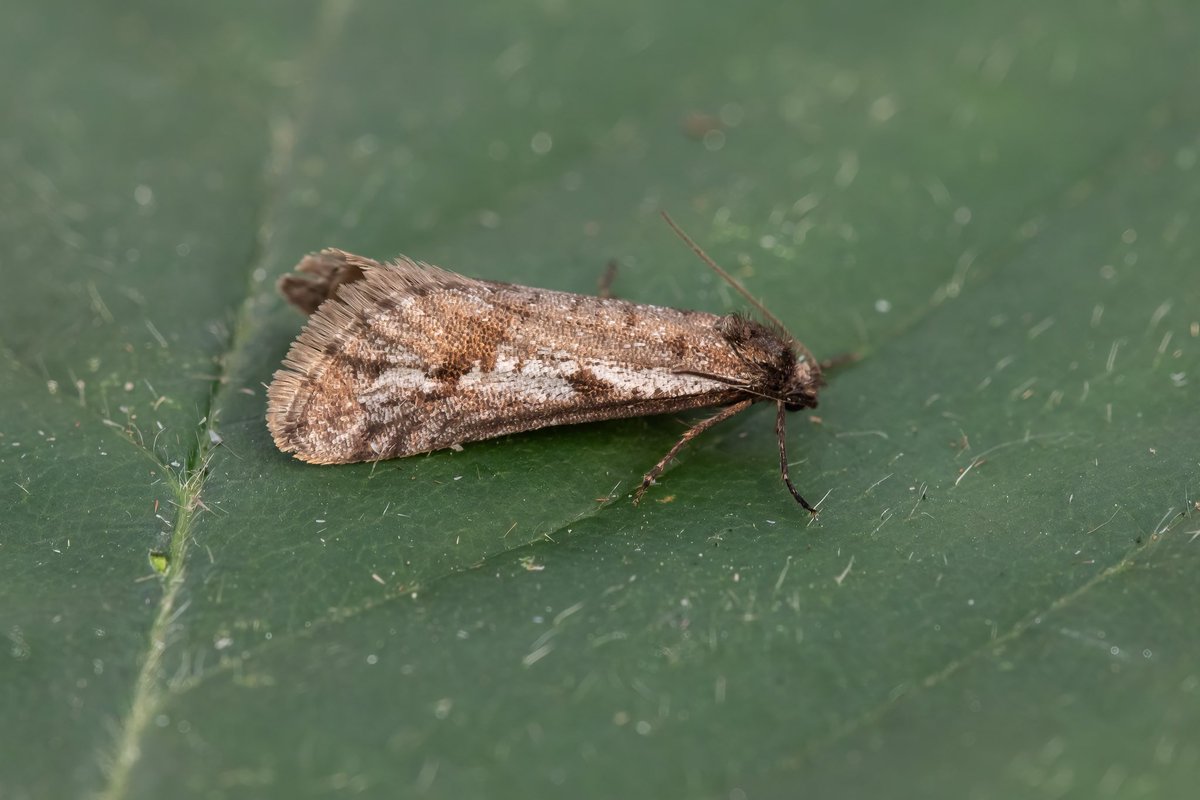 Martin Flack (@martinrflack) on Twitter photo Late decision to put out the MV trap last night, 10 species, 2 of which were new for my Bewdley garden; Streak and Frosted Tortrix (Exapate congelatella), two photos of each in different light #teammoth #MothsMatter <a href="/BritishMoths/">British Moths</a> Late decision to put out the MV trap last night, 10 species, 2 of which were new for my Bewdley garden; Streak and Frosted Tortrix (Exapate congelatella), two photos of each in different light #teammoth #MothsMatter <a href="/BritishMoths/">British Moths</a>