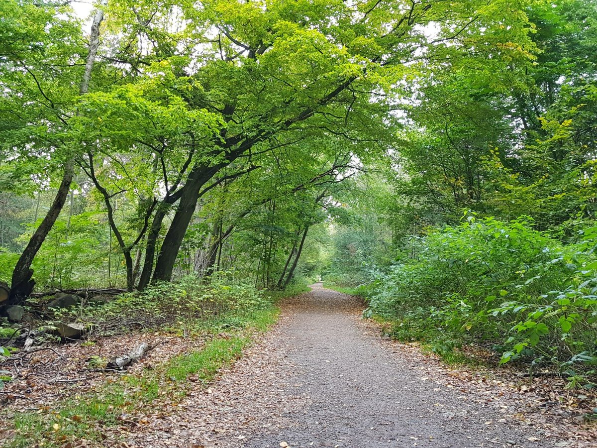 ranawaheed3's tweet photo. There is no galaxy on my way home.
#naturelovers
#treelovers
#treetherapy https://t.co/Sa5gSGWoSo
