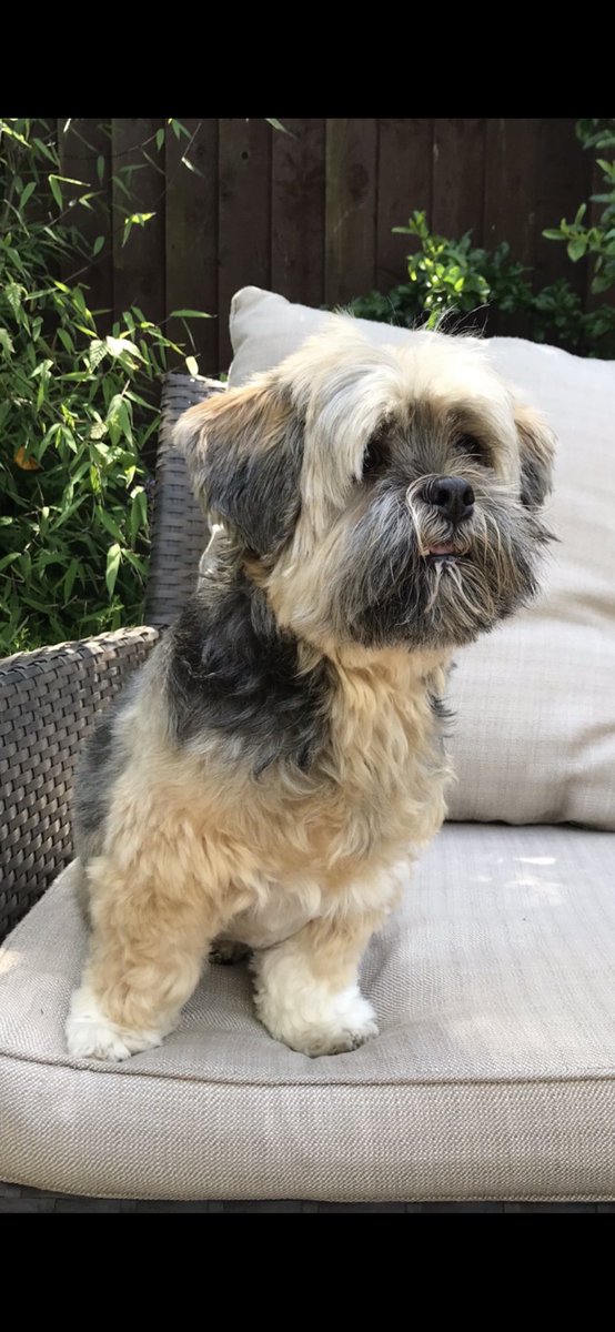 jcnash1965's tweet photo. Said goodbye to our feisty little friend on Fri, a rescue who was lost and lonely so he came home with us. He was one of a kind with a big personality &amp; character, he really was a special boy who made us so happy for the 5 years he was with us  RIP little Bertie x😘 https://t.co/WiofTw24Tl