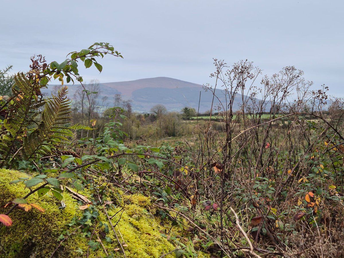 Mag Goldsmith Stamp tweet media