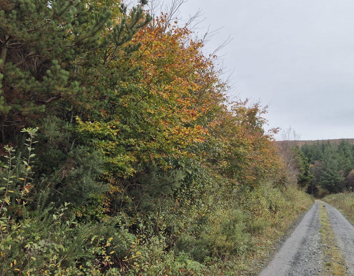 Mag Goldsmith Stamp tweet media