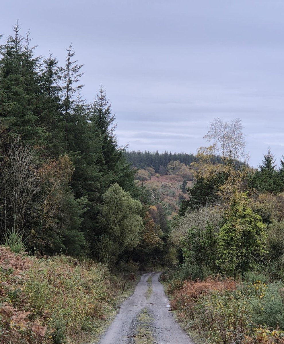 Mag Goldsmith Stamp tweet media