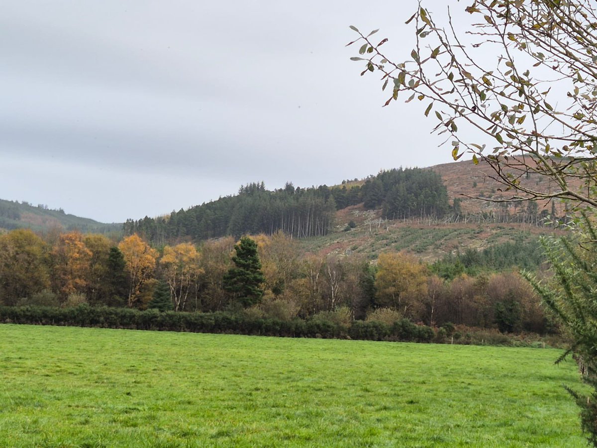 Mag Goldsmith Stamp tweet media