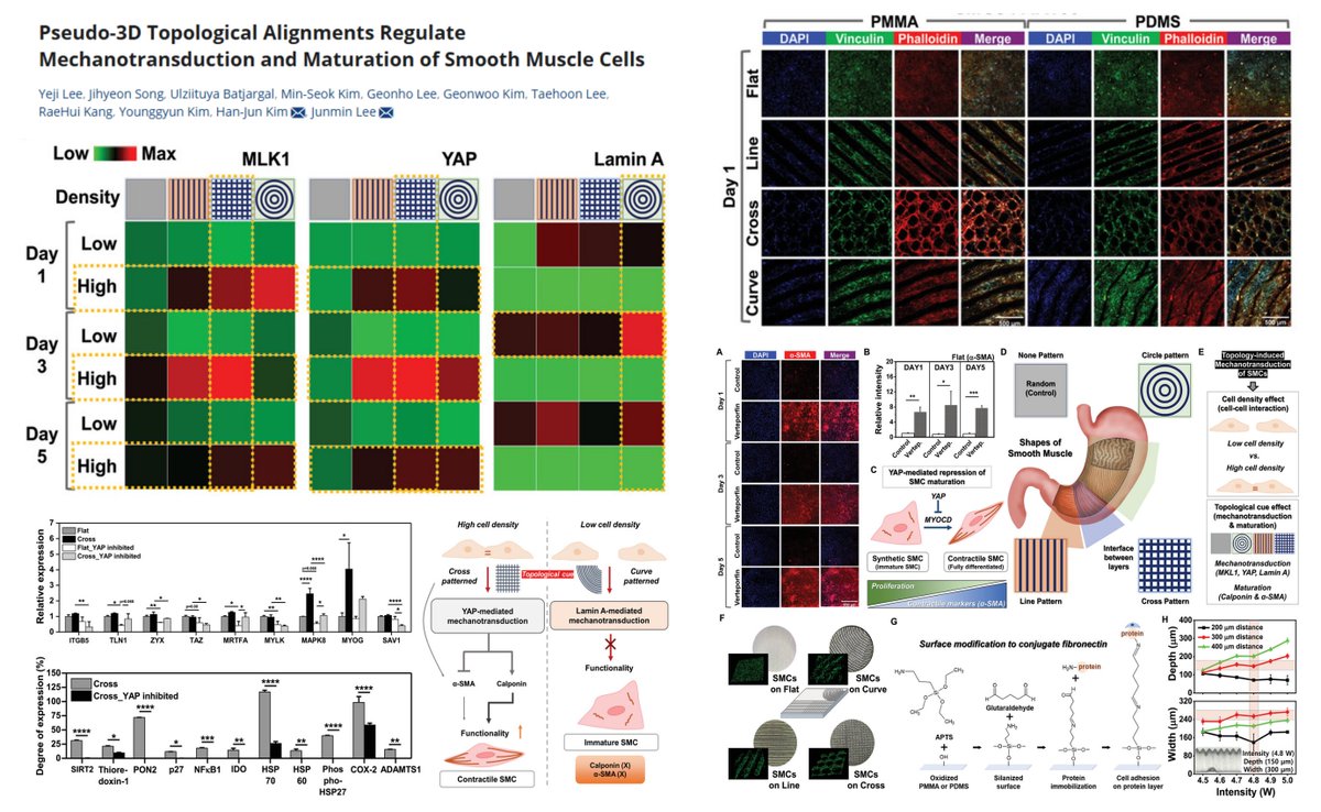 #SmoothMuscleCell #YAP/TAZ senses Matrix Topology (Flat, Cross-patterned, Line, Curved) (PMMA GPa; PDMS MPa)

Also Lamin A, MRTF-A (? I guess)

Are there 2 segregatable Muscularization programs in SMCs？🤔
👉SM α-actin-based, ⏫by verteporfin (YAPi)
👉Calponin-based, ⏬by