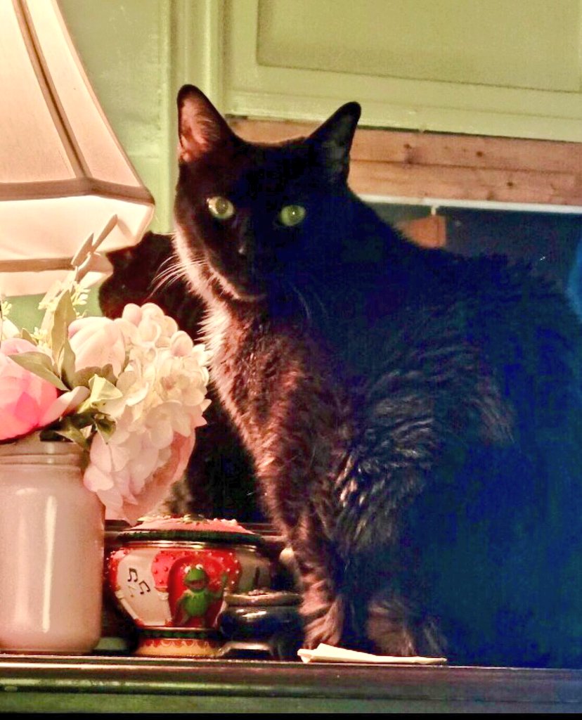 luzsanti2's tweet photo. Happy #NationalBlackCatDay to me new panfur frens 🐈⬛and especially to me Angel 🌈 Skippy Bear 🐻 🩷🐈⬛🐾❤️ Mummy and I lubs you and miss you 😽🐈🐾❤️
#Hedgewatchers #CatsOfTwitter #panfurpower https://t.co/UHhC604eXn