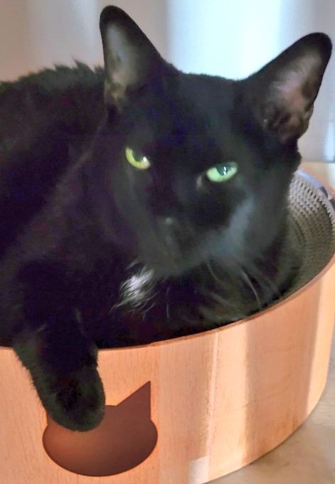 luzsanti2's tweet photo. Happy #NationalBlackCatDay to me new panfur frens 🐈⬛and especially to me Angel 🌈 Skippy Bear 🐻 🩷🐈⬛🐾❤️ Mummy and I lubs you and miss you 😽🐈🐾❤️
#Hedgewatchers #CatsOfTwitter #panfurpower https://t.co/UHhC604eXn