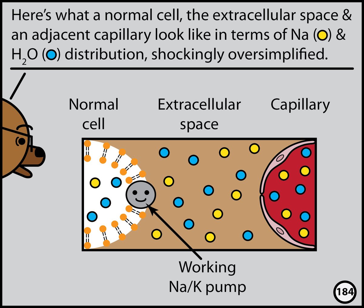 StefanTigges's tweet image. This month, I’ll post excerpts from our Head CT comic. The complete comic is available for free here: radiopaedia.org/courses/head-c…