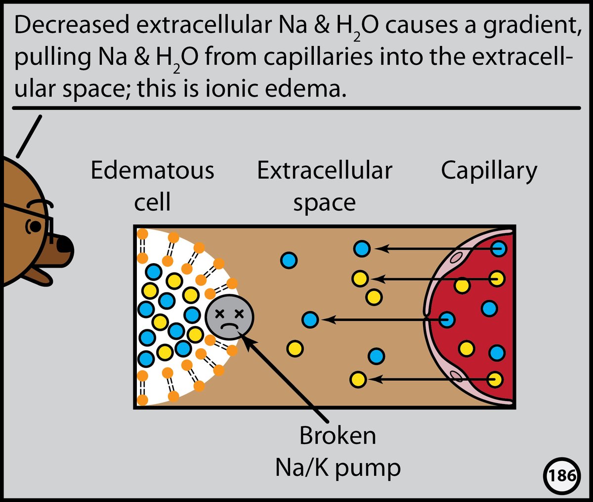 StefanTigges's tweet image. This month, I’ll post excerpts from our Head CT comic. The complete comic is available for free here: radiopaedia.org/courses/head-c…