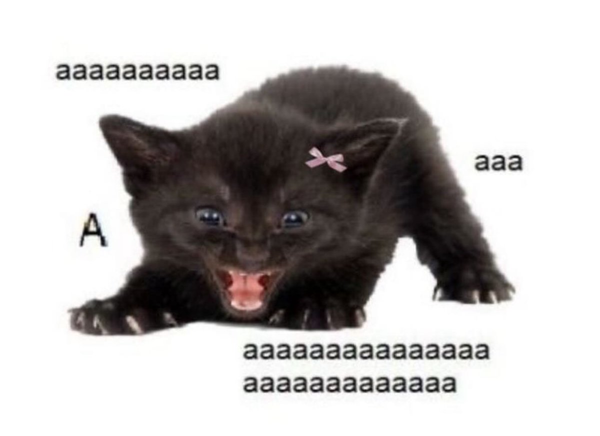 Punch Cat tweet media