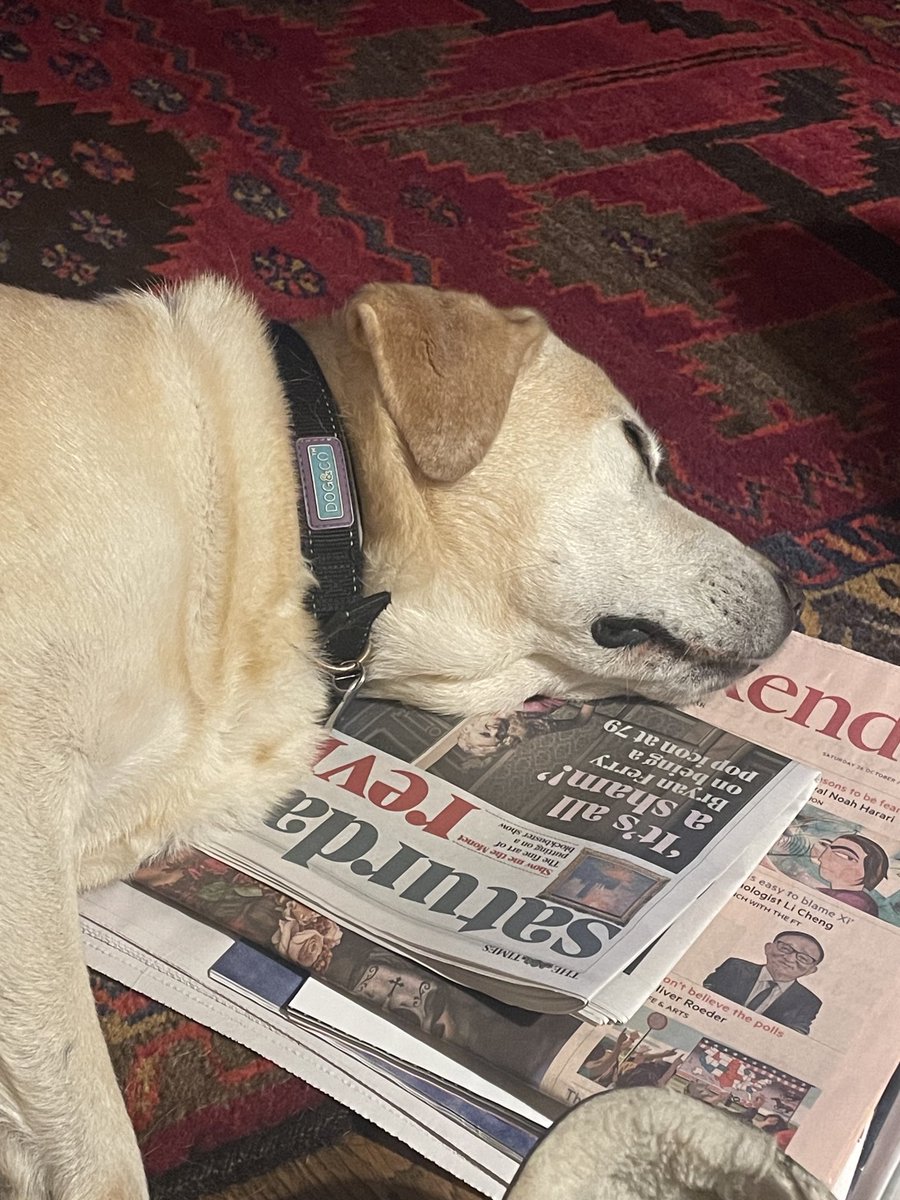 Maisie is saving some of the weekend papers for tomorrow. Or the next day…..