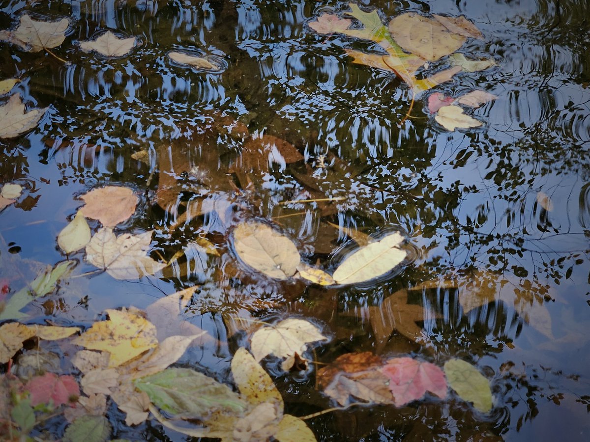 AcyRunway13's tweet image. The aroma of decaying leaves
Fills my lungs with loss
Heartache decorates with the ambience of wilted death

I choose the time of my own falling
Not willing to sink into the depths of brokenness
Over the separation of autumn...

#vss365 #ambience #poetry 
#WritingCommunity