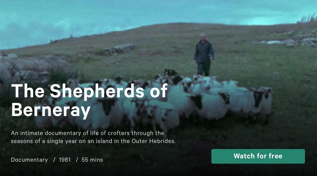 UistArts's tweet image. The Shepherds of Berneray: watch the 1981 film for free online through BFI, or on the big screen at Eden Court on Nov 3 as part of the @InvFilmFest 
player.bfi.org.uk/free/film/watc…