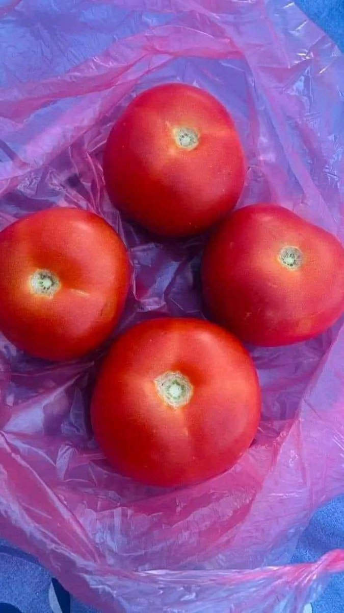 JMohammedwe's tweet image. The price of four tomatoes in the southern Gharra Strip is 50 shekels, equivalent to 15 dollars. How much does it cost in your country?

The south is facing famine💔

To donate to your brother in Gaza👇

gofundme.com/f/help-muhamma…