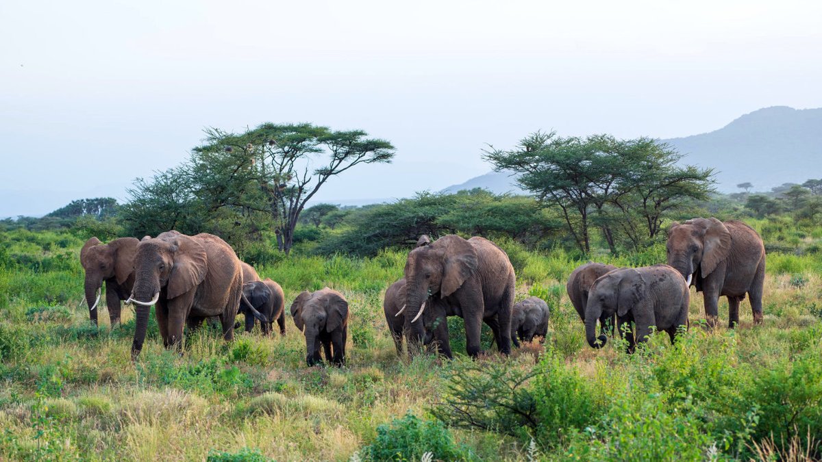 KenyaGeographic's tweet photo. Your Soroi Larsens Camp Fly-In Safari begins the moment you board the plane in Nairobi, whisked away to Samburu, where untamed beauty reigns.
https://t.co/ZENeHWrbli
____________________
#FlyInSafari #TembeaKenya #MagicalKenya #KOT #WhyILoveKenya #TravelKE #KenyaGeographic https://t.co/TX7W5d3Ih8