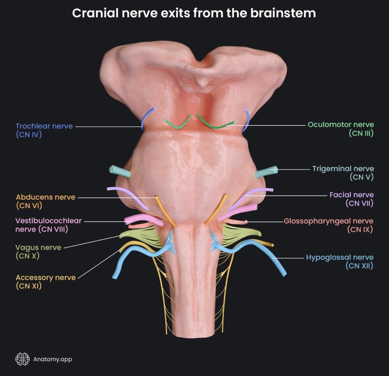 Cranial Nerve Exit Paths Cranial Nerves Wikipedia