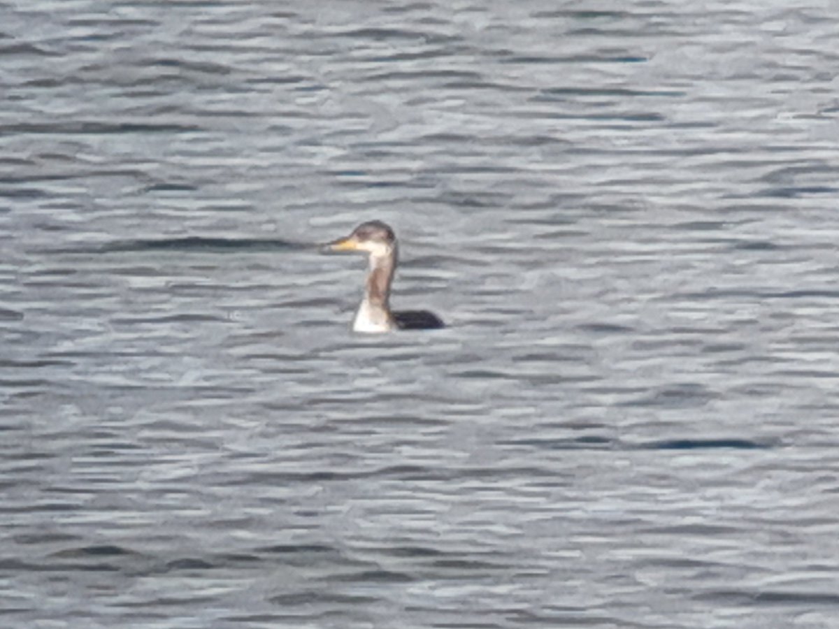 twitch150's tweet photo. Possible Holboell's Red-necked Grebe still showing really well Portland Harbour this afternoon. Took some poor digiscope pics. https://t.co/9PoSRNRhRm