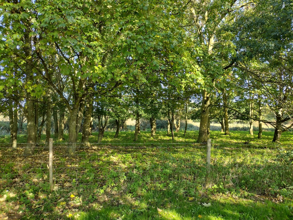 Lisa Pearce tweet media