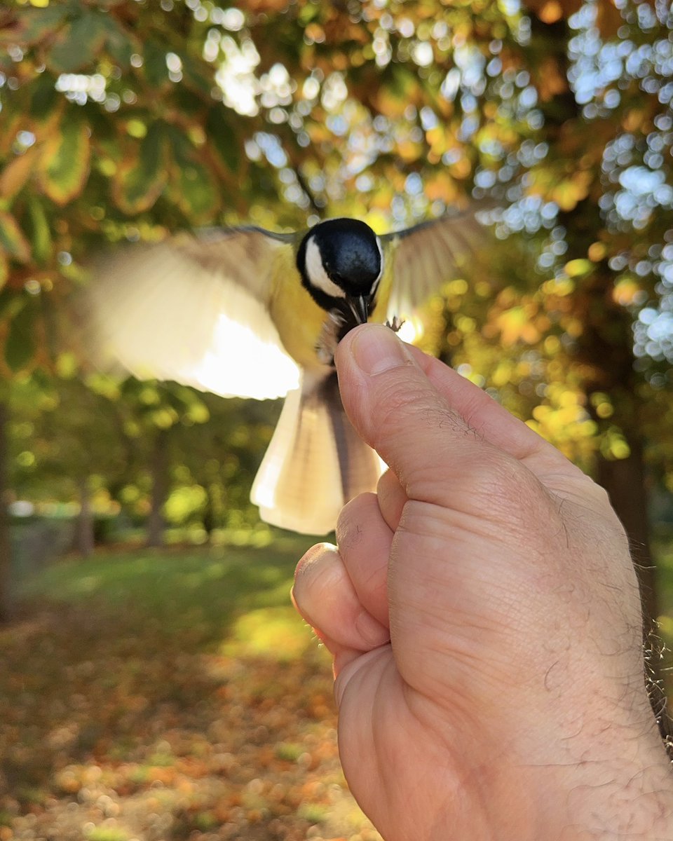 #Carbonerocomun #Parusmajor
#ElRetiro
#PatrimonioMundial

Photo <a href="/Adellanotte/">Antonello Dellanotte</a>