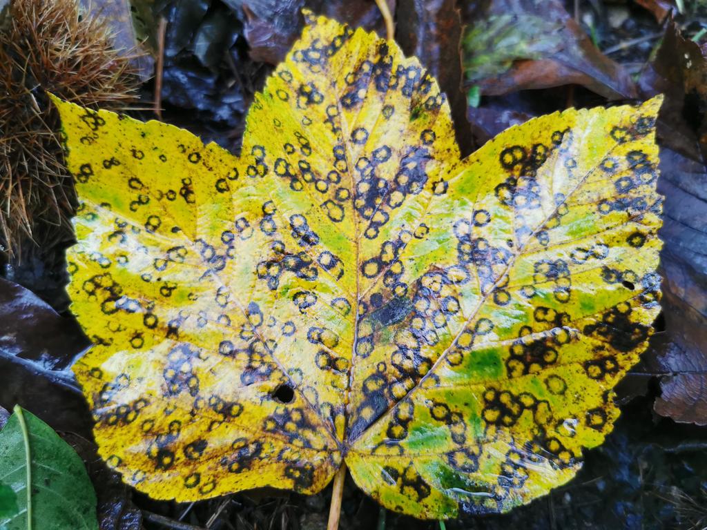 Musings on a wet Sunday afternoon:

I wonder what microbe interacted with the maple to generate this constellation of (circa)circles?