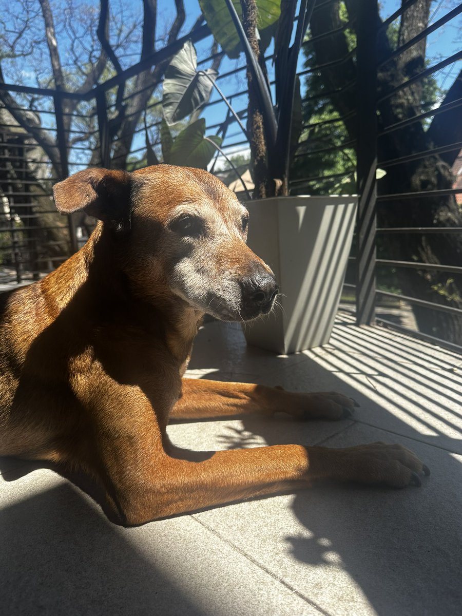 conimata's tweet photo. @twaniimals Vitamina D https://t.co/dqKK0S8Pug