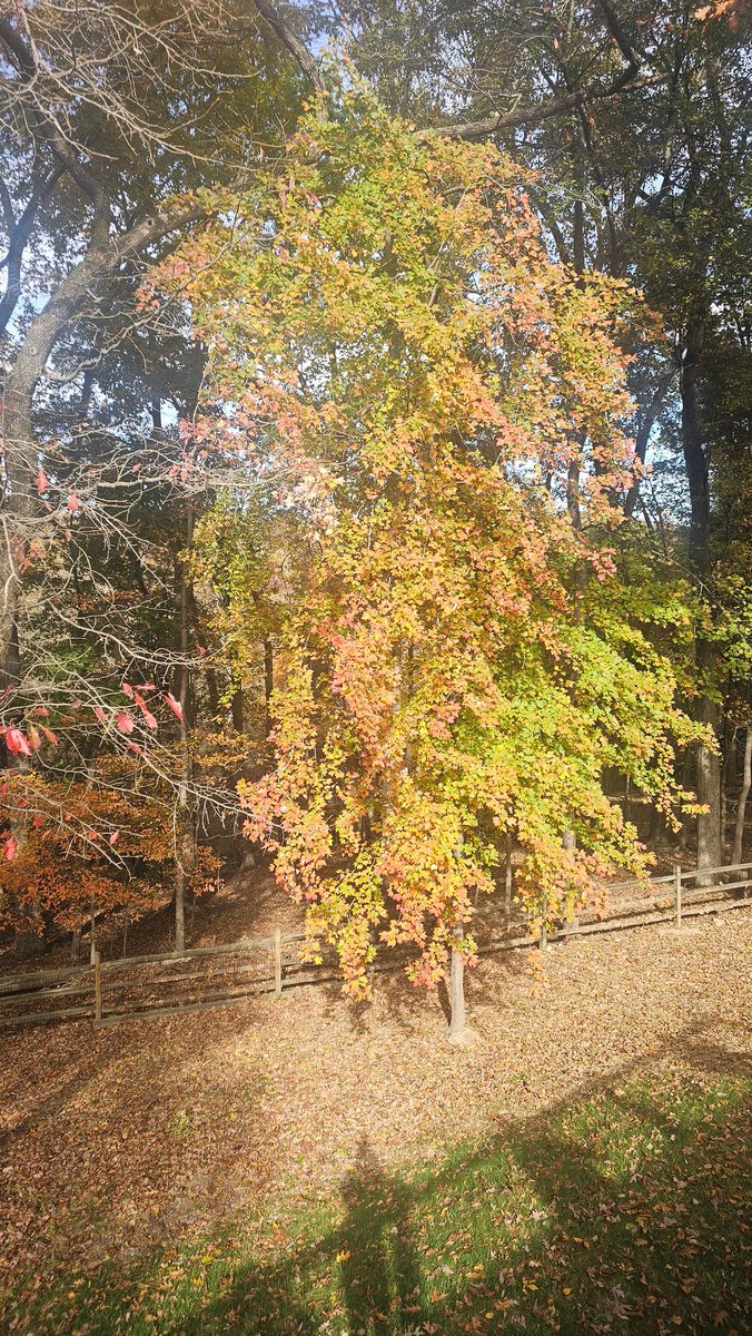 Trees in autumn always give me pause. The beautiful transformation.