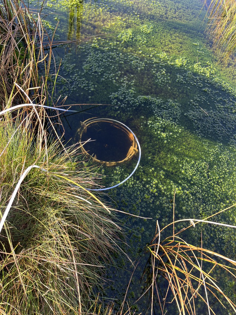 Laura Baugh (@laurabaugh94) on Twitter photo Successful first day of radio carbon sampling up on the Migneint. Aiming to get dates for GHG’s of both diffusive and ebullition pathways. Hopefully the equipment survives the first 48hrs! #PeatTwitter <a href="/livunigeog/">livunigeog</a> Successful first day of radio carbon sampling up on the Migneint. Aiming to get dates for GHG’s of both diffusive and ebullition pathways. Hopefully the equipment survives the first 48hrs! #PeatTwitter <a href="/livunigeog/">livunigeog</a>