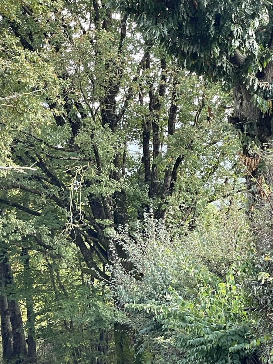 cavaliere61's tweet photo. Incontri importanti durante la #passeggiata quotidiana (non esiste solo il lavoro) #ambiente #territorio #sostenibilità https://t.co/N8J6yX8Z4S