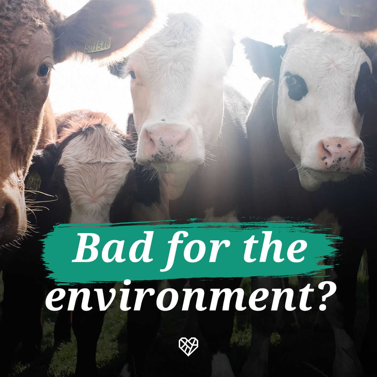 From contributing to a staggering 65% of emissions from global livestock to being a leading cause of deforestation and pollution, the ecological footprint of beef is alarming. Read more about industrial beef production and its environmental consequences: bit.ly/48rBY96