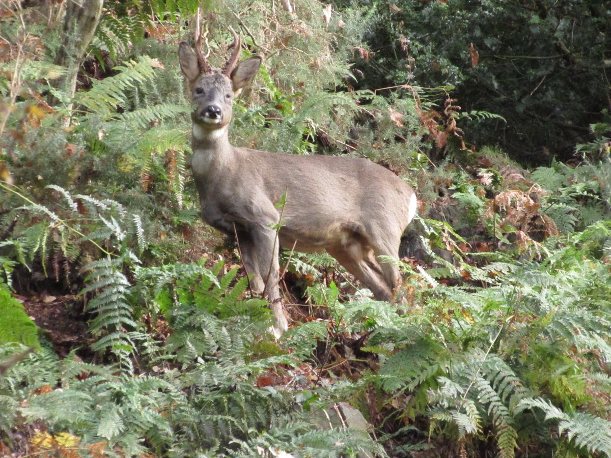 clarkmark92's tweet photo. A rare football free day meant a family walk around Anglezarke. Luckily, we spotted a deer on a lovely Sunday late morning. #anglezarke #Chorley 
@InChorley @StormHour https://t.co/EirA5KtkuD