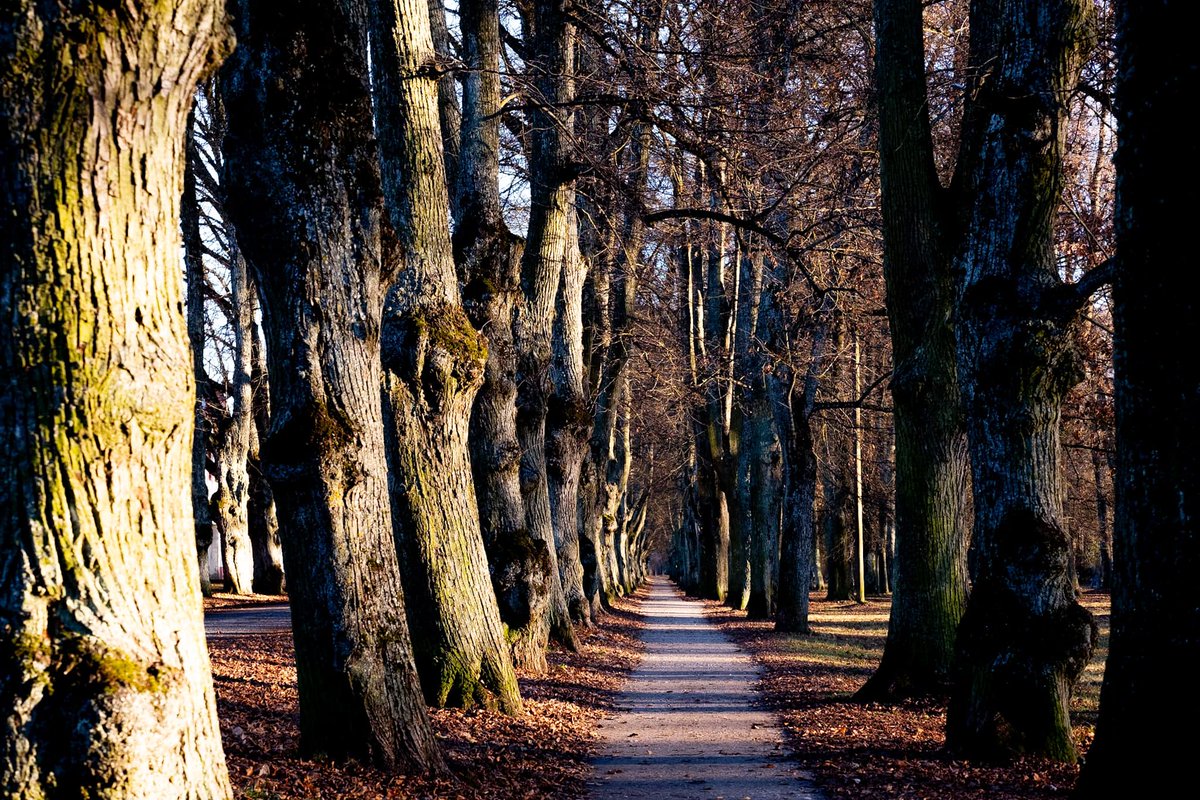Kaik659300's tweet image. 🌳 Walking down this path feels like stepping into another time 🌲 Ancient trees stand tall, creating a natural corridor of peace and mystery. #TreeTunnel #NaturePath #TimelessBeauty #IntoTheWoods🍂🌅