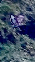 Dingle_Park's tweet photo. Don’t often see anything bigger than a crow in the park so was fun to see this poss buzzard ? But appreciate rubbish video ! https://t.co/3LQcJa6gO3
