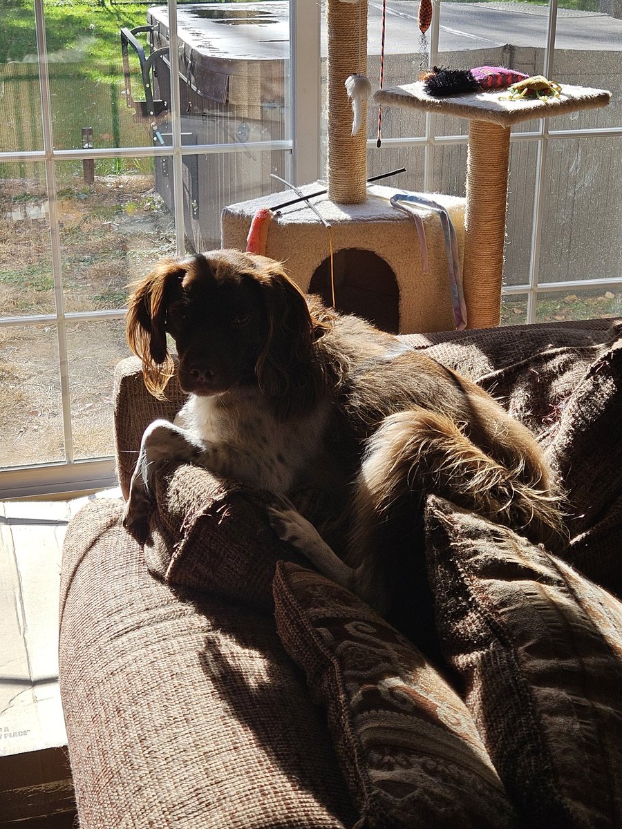 TheAnnieOakley's tweet image. Hanging out in the sunshine wif my sisfur! Hope you have a pawsome #SundayFunday! #cowcat #CatsOfTwitterX #AdoptDontShop #StaySafeFurrends