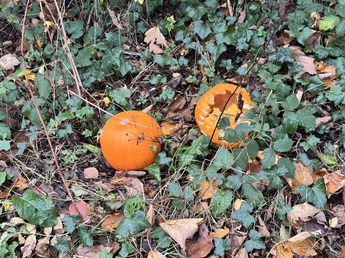 Could we please remind people NOT to leave pumpkins in the park - they’re not good for wildlife and just make a mess.