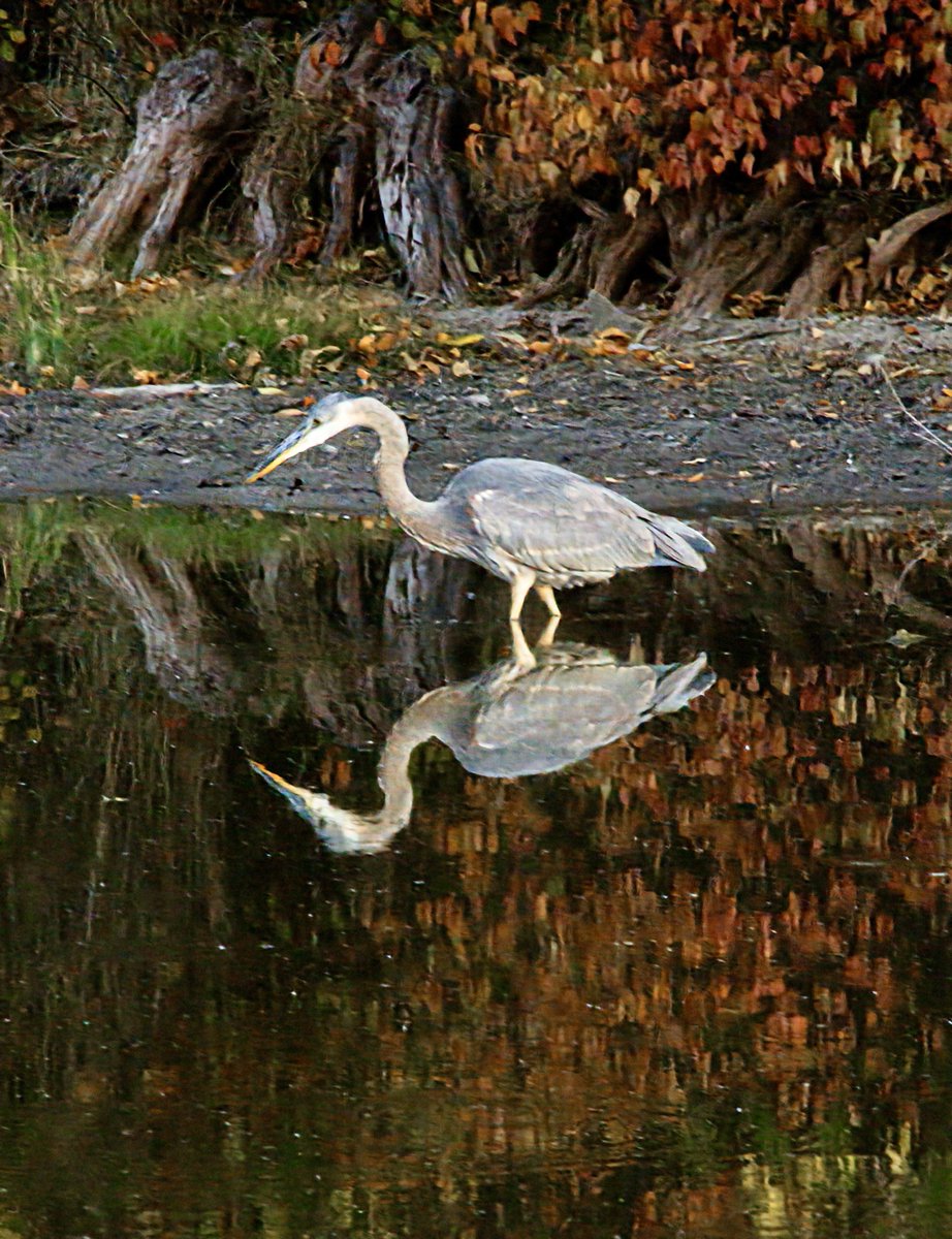 AdmiredArt tweet media