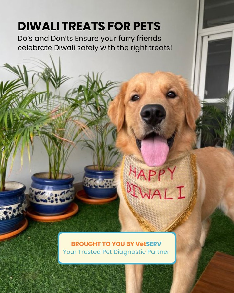 VetSERVIndia's tweet photo. 🎉🐾 Make Diwali pet-friendly! 🐶✨ Ensure your furry friends celebrate Diwali with safe treats and avoid harmful foods. 

#HappyDiwali #PetSafety #PetTreats #VetServ #DiwaliWithPets #FurryFriend #PetWellness #PetCare https://t.co/bp7XJCMmoK