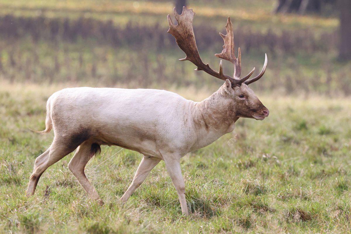 Studley Royal @fountainsabbey  last week looking splendid, as were the stags - despite the mud!