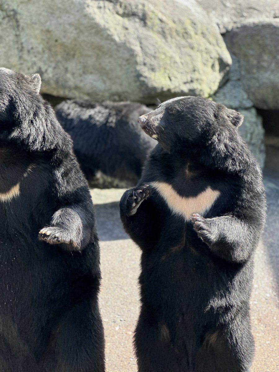 ryutaro_28's tweet photo. クマ牧場癒され過ぎた🥰

 #クマ牧場  #奥飛騨 https://t.co/ofH0KsNu1u