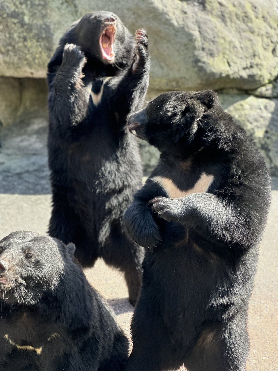 ryutaro_28's tweet photo. クマ牧場癒され過ぎた🥰

 #クマ牧場  #奥飛騨 https://t.co/ofH0KsNu1u