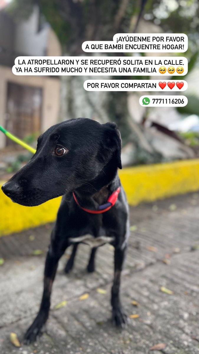Ana_Velarde_'s tweet photo. #adopcionresponsable https://t.co/aMRL1iXJpm