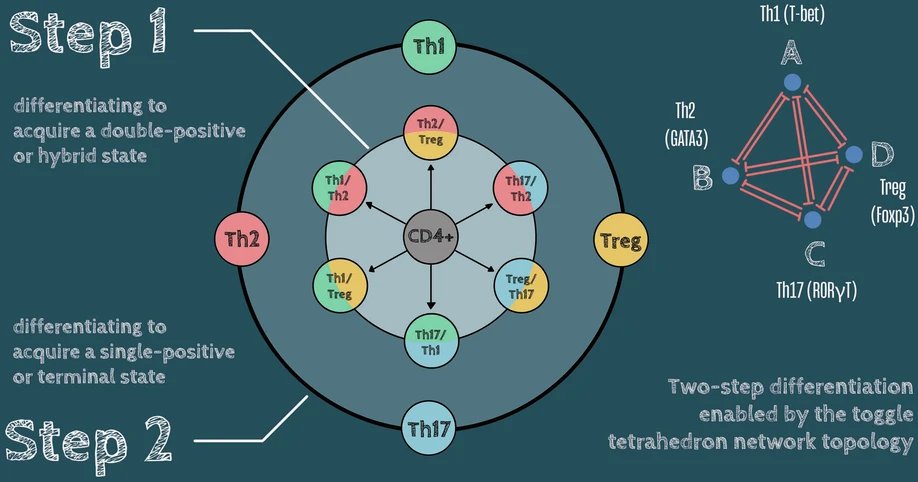 mkjolly15's tweet image. Glad to share work led by @TheAviatorFrame @BE_IISc on the emergent dynamics of 4-node mutual inhibition network, with implications in decoding Th1/Th2/Th17/T-reg cell differentiation.
nature.com/articles/s4154…
@Nature_NPJ @SMBdevBio @IndiaBioscience @DevBioClub @Systems_Immunol