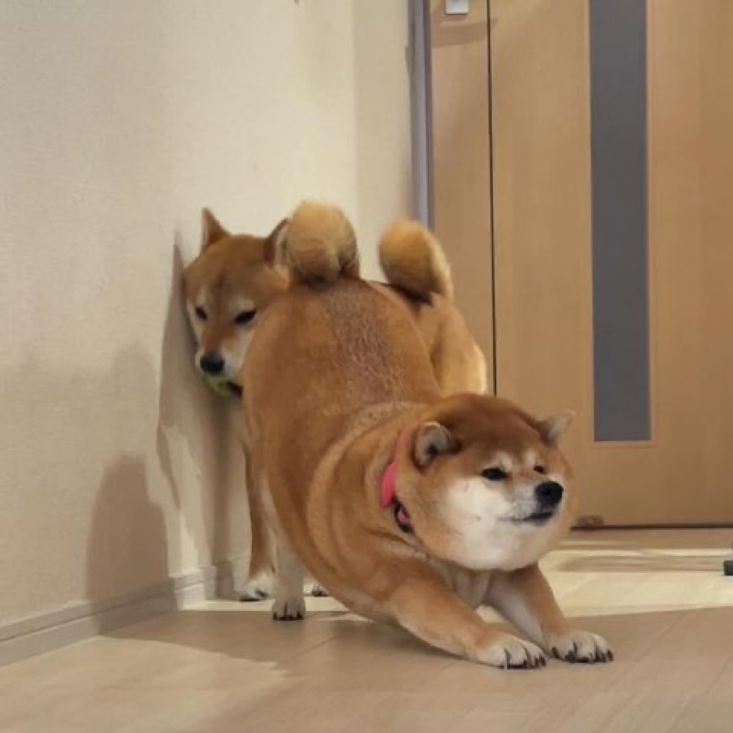contextdogs's tweet image.