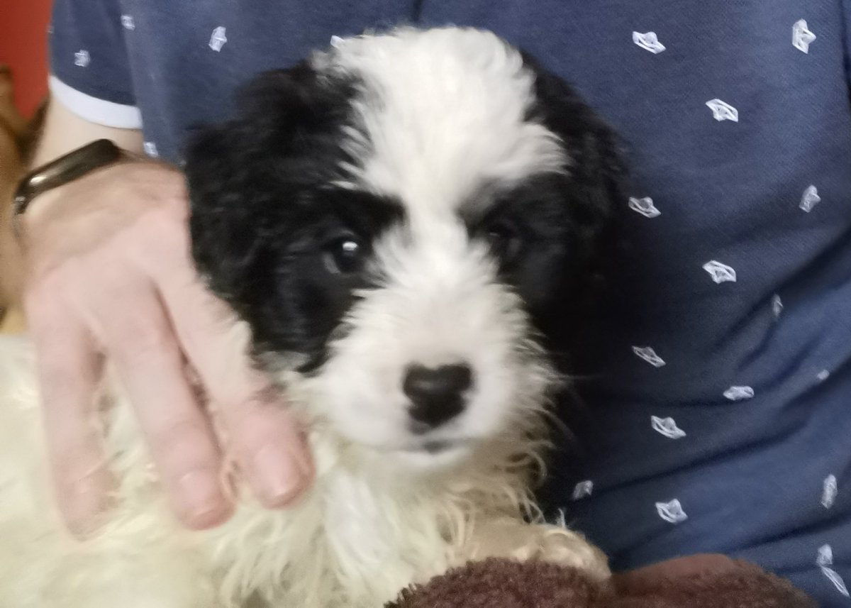 "I don't want a puppy, I am the one that will have to take care of it ..." 30 seconds after meeting him "I love you more then anything else in the universe"