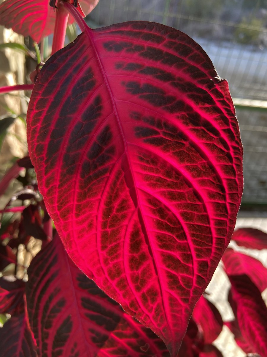 Celiker Bahceci tweet media