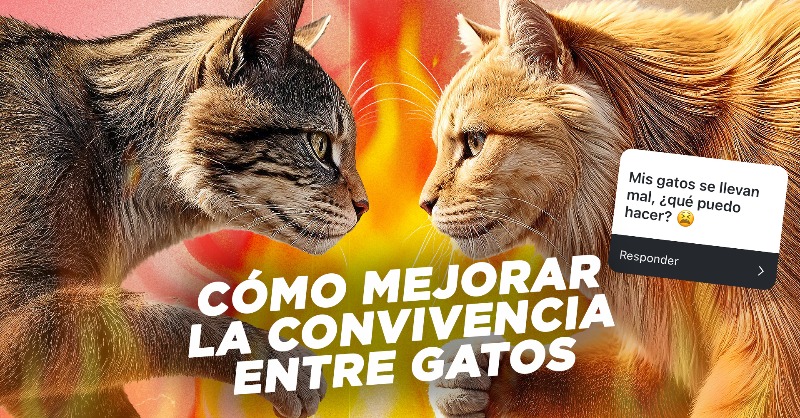 manualvet's tweet photo. ¿Tus gatos no se llevan bien? En este nuevo vídeo te doy consejos prácticos para resolver conflictos comunes y mejorar su convivencia. ¡Échale un vistazo y comparte tus experiencias en comentarios! 

Gracias por verlo.