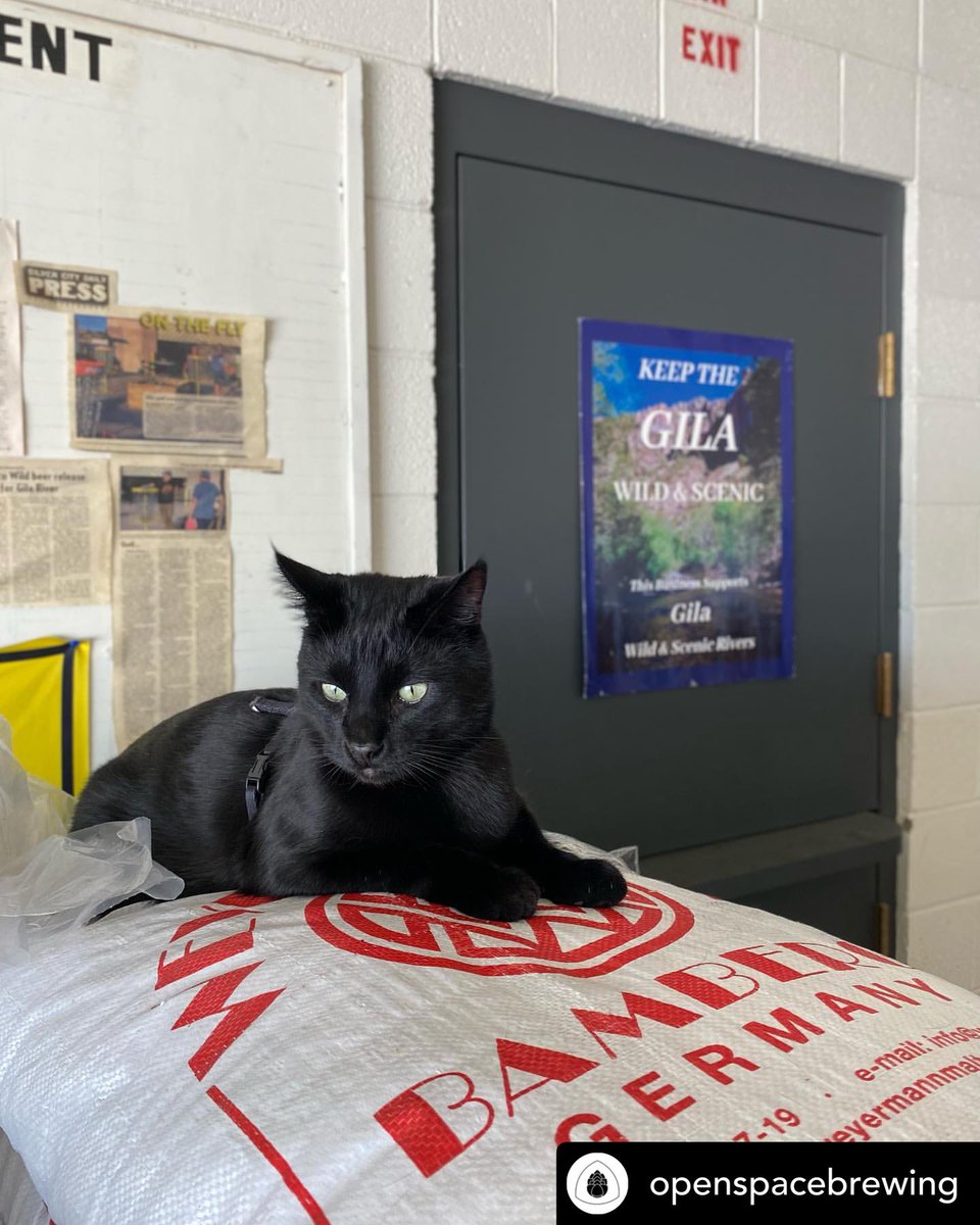 🎉 National Black Cat Day 🎉 appreciation post

Chicken Nugget @gravelroadbrewingco 
Jerry @openspacebrewing 
Belphy @rushingduck 

#nationalblackcatday 
#beercat 
#brewerycat